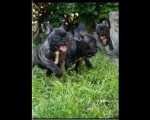 Francuski budog 